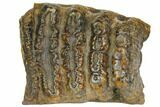 Partial, Fossil Stegodon Molar - Indonesia #149725-1